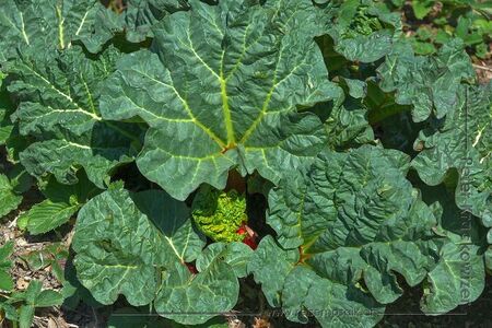 Rhabarber nach etwa zwei Wochen.