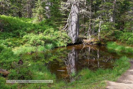 Hier bereits einer der Teiche des Rauriser Urwaldes, der sich ab hier beidseitig des Lenzangerbaches bergwärts erstreckt.