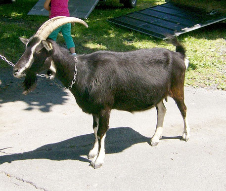 Datei:Schwarze Pinzgauer Strahlenziege.jpg
