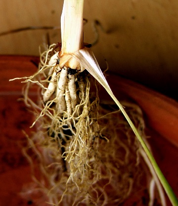 Datei:Iris sibirica Rhizom.jpg