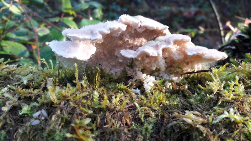 Datei:Tramete 20201106 20.jpg