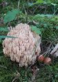 Korallenpilz 20210819 5.jpg