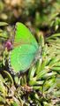 Grüner Zipfelfalter Stegmoosalm Mühlbach am Hochkönig 20240412 1 (1).jpg