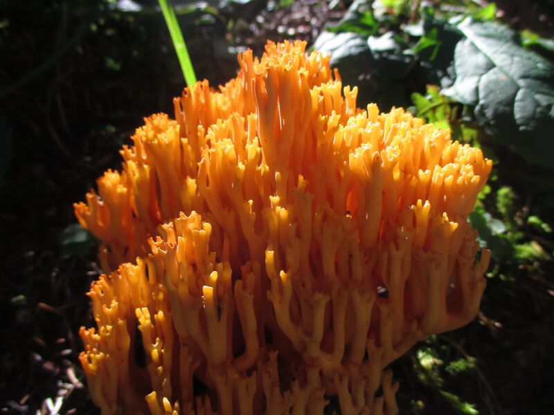 Datei:Korallenpilz 04.09.2021 1.JPG