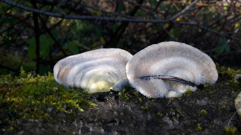 Datei:Tramete 20201106 1.jpg