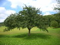 Apfelbaum.jpg