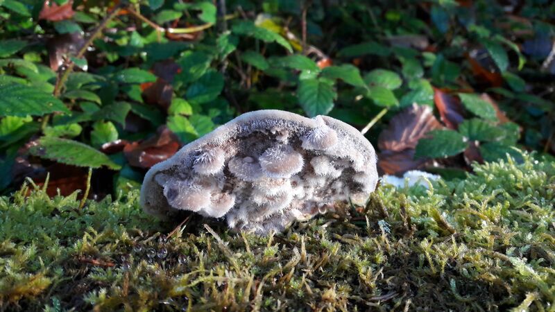 Datei:Tramete 20201106 19.jpg