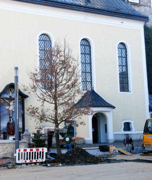 Datei:Eichenpflanzung, Thalgau.JPG