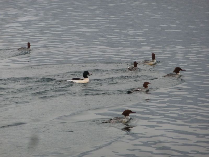 Datei:Gänsesäger 2.jpg