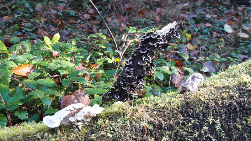 Datei:Tramete 20201106 22.jpg