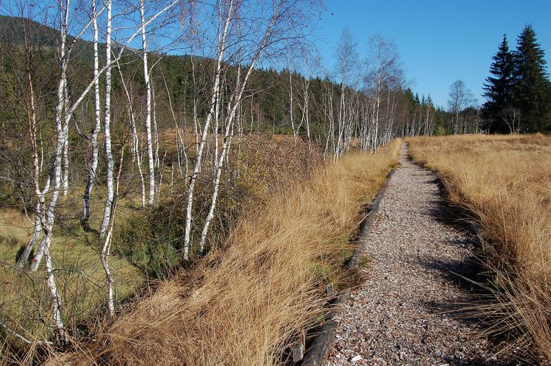 Datei:Wasenmoos Mittersill 4.jpg