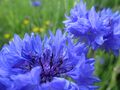 Kornblume 23.07.2021 1.JPG