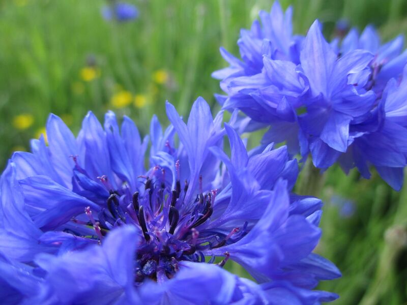 Datei:Kornblume 23.07.2021 1.JPG