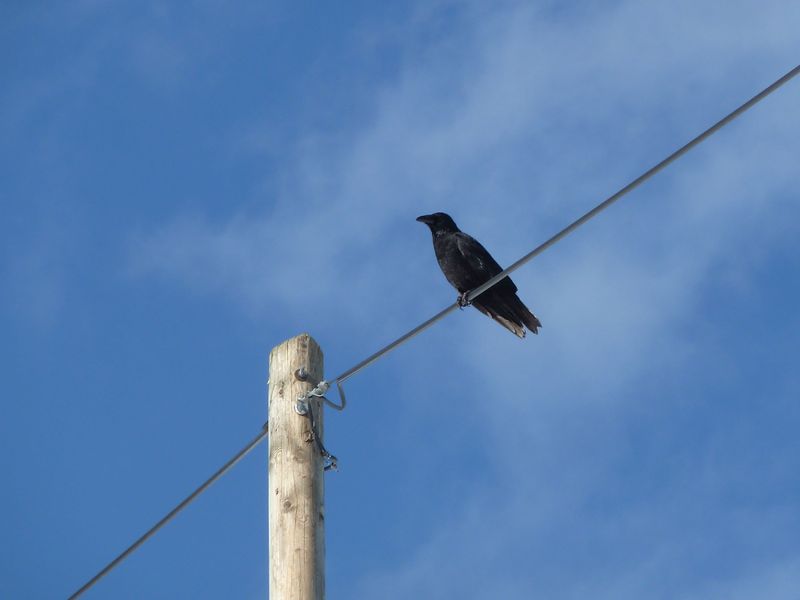 Datei:Rabenvogel 1.jpg