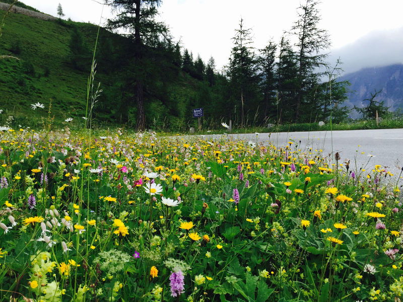 Datei:Glocknerstrasse Blumenwiese 1.jpg