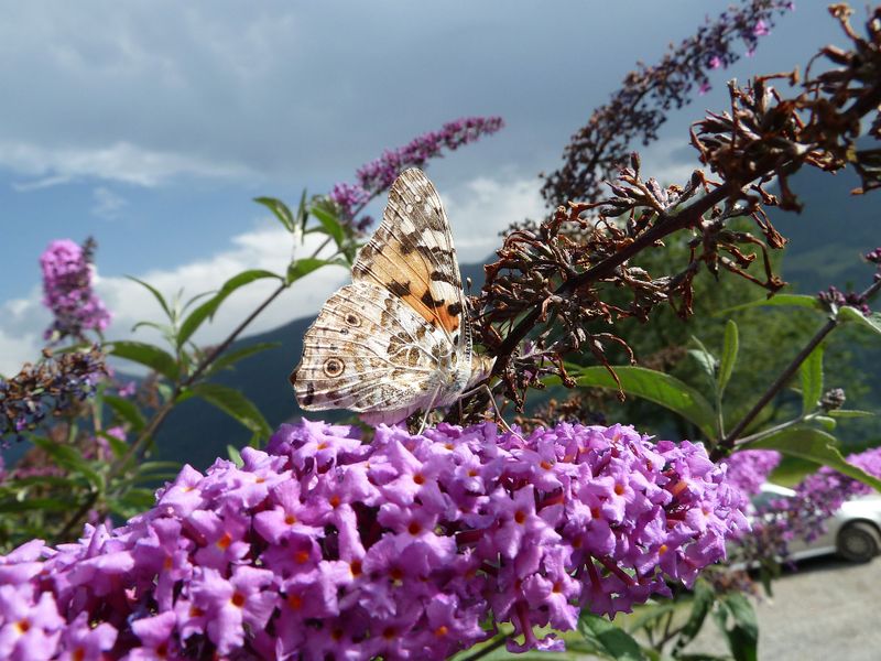 Datei:Distelfalter, Brandstätt 1.jpg