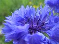 Kornblume 23.07.2021 5.JPG