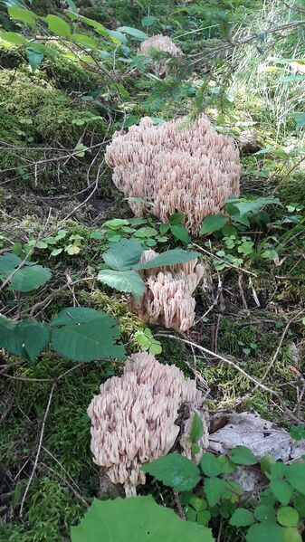 Datei:Korallenpilz 20210819 3.jpg