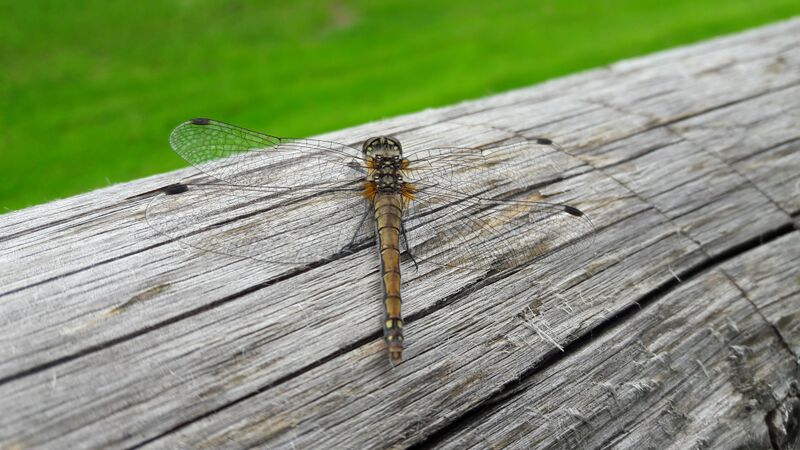 Datei:Libelle Gastein 1 (2).jpg