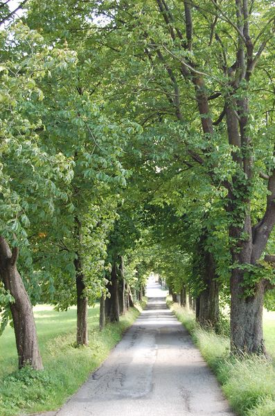 Datei:Alleeblick DSC 0027.JPG