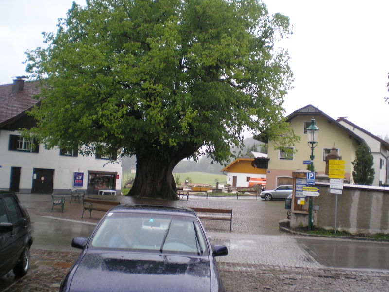 Datei:Linde in Faistenau P5170007.JPG