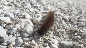 Brombeerspinner-Raupe 20211022 3.jpg