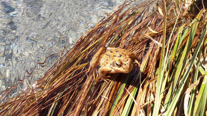 Datei:Frosch 20211009 1.jpg