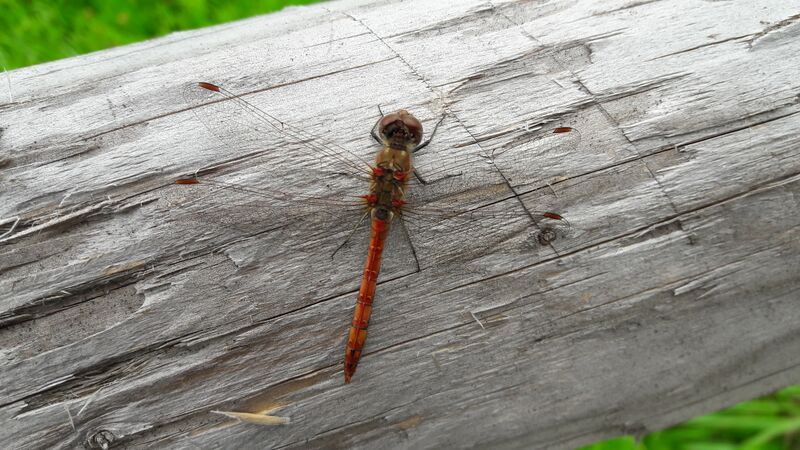 Datei:Libelle Gastein 1 (10).jpg