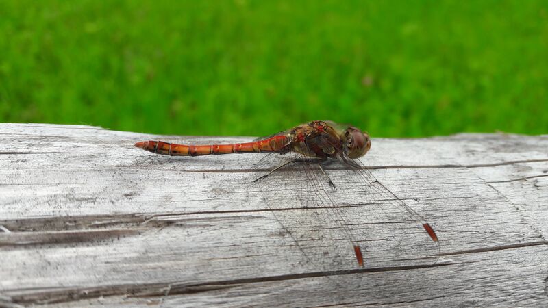 Datei:Libelle Gastein 1 (3).jpg