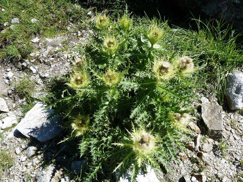 Datei:Alpen-Kratzdistel.jpg