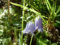 Bärtige Glockenblume 2, Grieser Graben.jpg