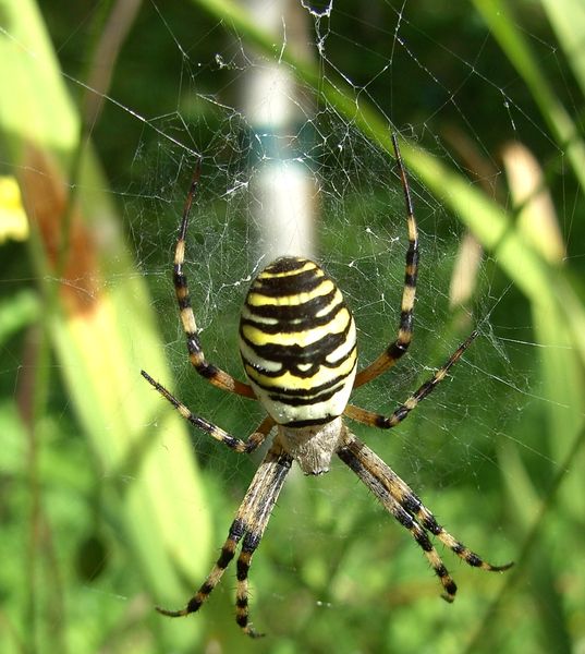 Datei:Spinne Garten.JPG