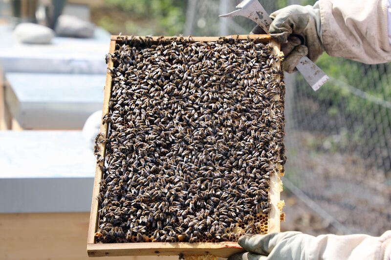 Datei:Flughafen-Bienen 03.jpg