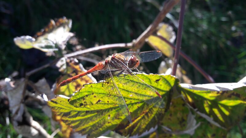 Datei:Große Heidelibelle.03.jpg