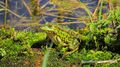 Teichfrosch Luginger See 01.jpg