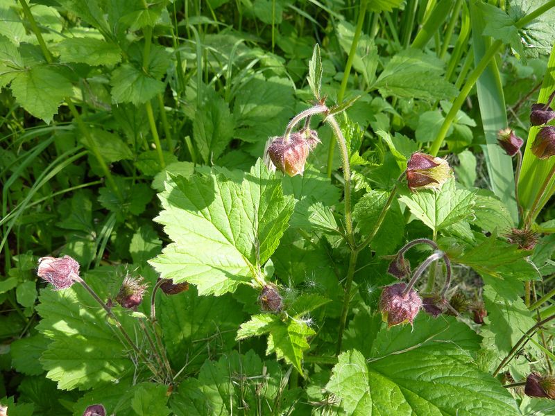 Datei:Bach-Nelkenwurz 7.jpg