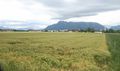 Getreidefeld bei Mitterfelden in Ainring.jpg