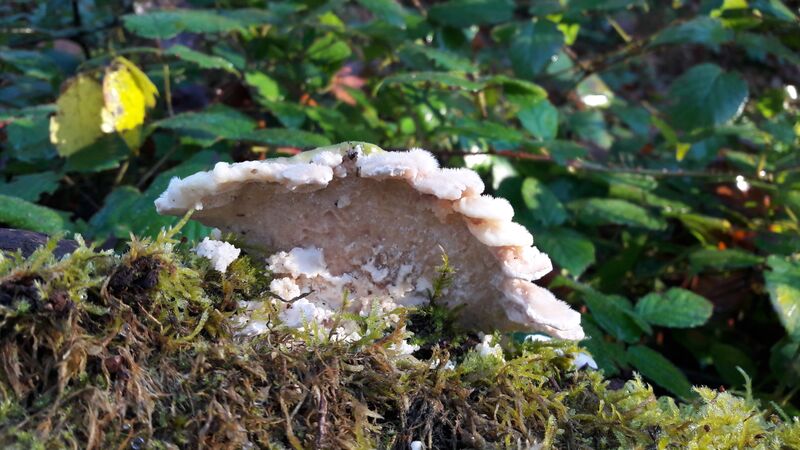 Datei:Tramete 20201106 21.jpg