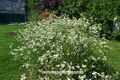 Erigeron Berufkraut 02.jpg