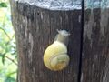 Schnecke Böndlsee.jpg