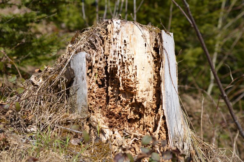 Datei:Lebensraum Totholz1.jpg