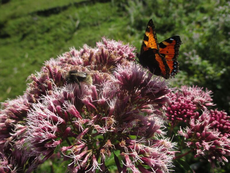 Datei:Kleiner Fuchs 03.09.2021 2.JPG